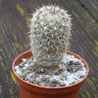 Doñana cactus (Coryphantha ramillosa) graines