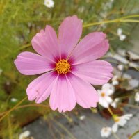 Cosmea (Cosmos bipinnatus) graines