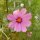 Cosmea (Cosmos bipinnatus) graines