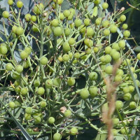 Chou marin (Crambe maritima) graines
