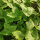 Mitsuba / persil japonais (Cryptotaenia japonica) graines