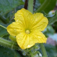 Concombre serpent Chinese slangen (Cucumis sativus) graines