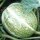 Courge de Siam (Cucurbita ficifolia) graines