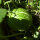 Courge de Siam (Cucurbita ficifolia) graines