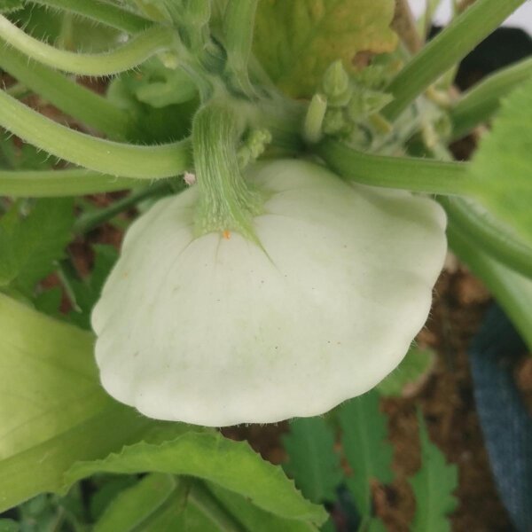 Pâtisson Blanc Custard White (Cucurbita pepo) graines