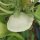 Pâtisson Blanc Custard White (Cucurbita pepo) graines