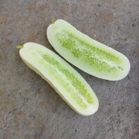 Concombre blanc White Wonder (Cucumis sativus) graines