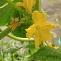 Concombre blanc White Wonder (Cucumis sativus) graines