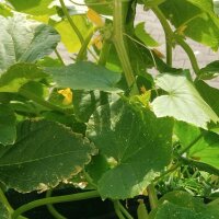 Concombre blanc White Wonder (Cucumis sativus) graines
