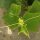 Concombre blanc White Wonder (Cucumis sativus) graines