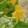 Concombre blanc White Wonder (Cucumis sativus) graines