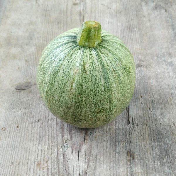 Courge Rondini Ronde de Nice (Cucurbita pepo) graines