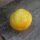 Concombre jaune Crystal Lemon (Cucumis sativus) graines