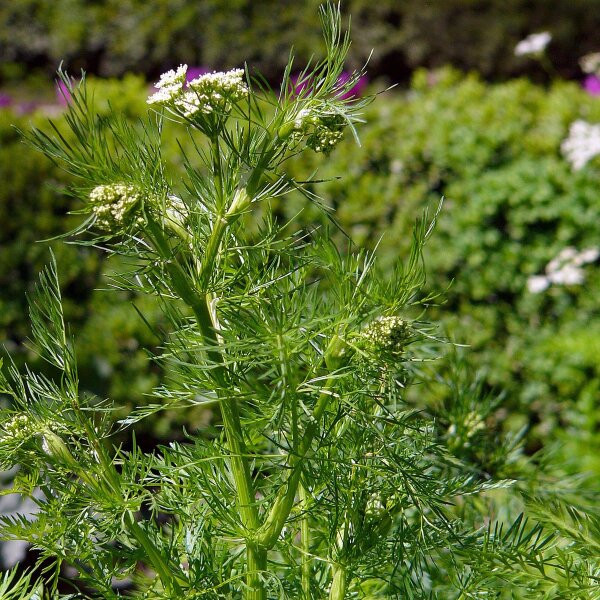 Cumin (Cuminum cyminum) graines