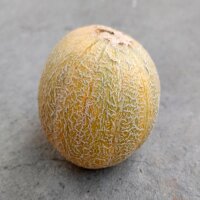 Melon Blenheim Orange (Cucumis melo) graines