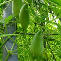 Achocha / concombre grimpant des Andes (Cyclanthera pedata) graines