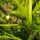 Achocha / concombre grimpant des Andes (Cyclanthera pedata) graines