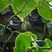 Tamarillo / tomate en arbre (Solanum betaceum)