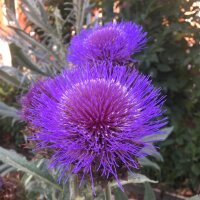 Cardon (Cynara cardunculus) graines