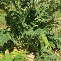 Cardon (Cynara cardunculus) graines