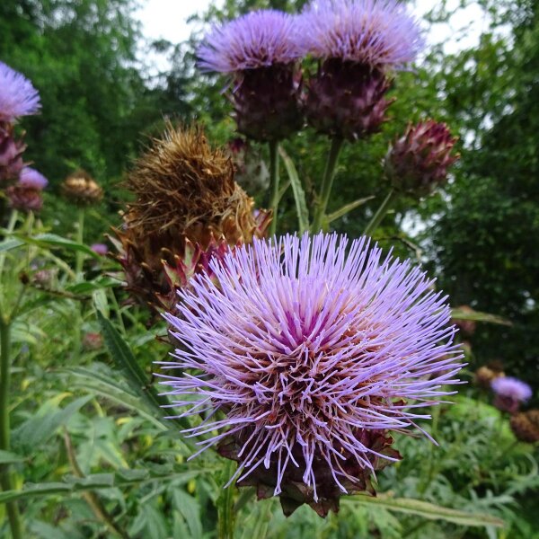 Artichaut (Cynara scolymus) graines