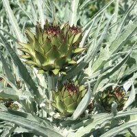 Artichaut (Cynara scolymus) graines