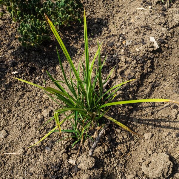 Souchet comestible / chufa (Cyperus esculentus var. sativus)