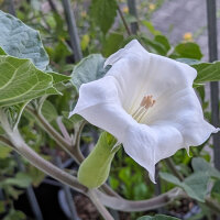 Toloache (Datura inoxia) graines