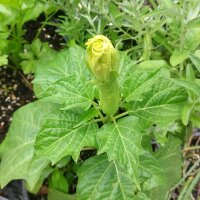 Métel / herbe diable / trompette du diable (Datura...