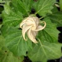 Métel / herbe diable / trompette du diable (Datura metel) graines