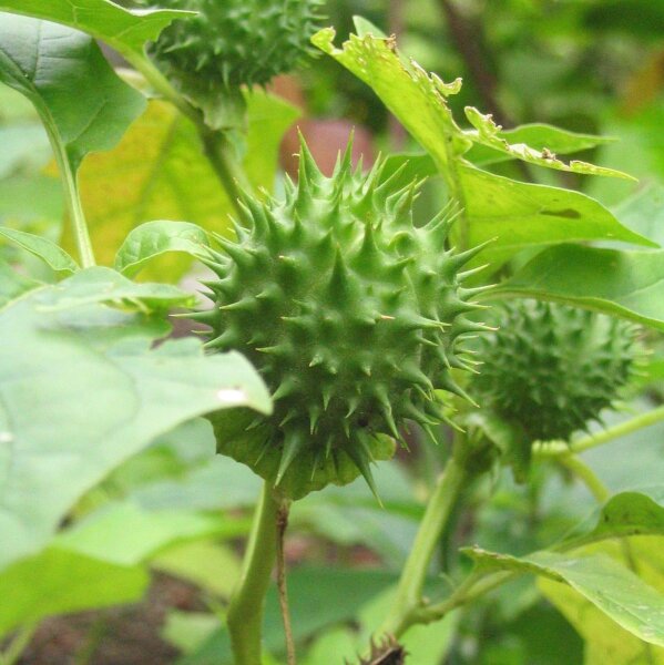 Stramoine (Datura stramonium) graines