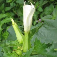 Stramoine (Datura stramonium) graines