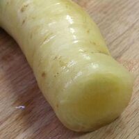 Carotte fourragère "Blanche à collet vert" (Daucus carota) graines