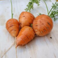 Carotte Guérande Oxheart  (Daucus carota) graines