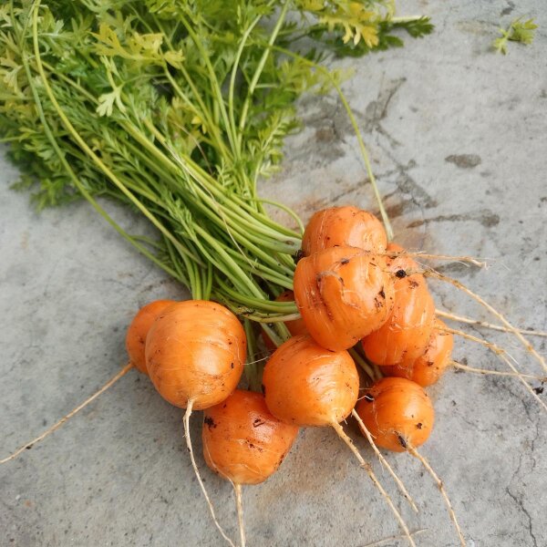 Carotte précoce "Marché de Paris" (Daucus carota) graines