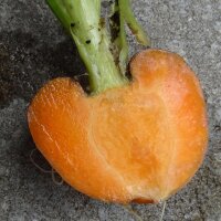 Carotte précoce "Marché de Paris" (Daucus carota) graines