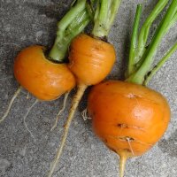 Carotte précoce "Marché de Paris" (Daucus carota) graines