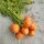 Carotte précoce "Marché de Paris" (Daucus carota) graines