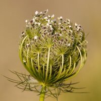 Carotte sauvage (Daucus carota ssp. carota) graines