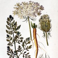 Carotte sauvage (Daucus carota ssp. carota) graines