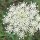 Carotte sauvage (Daucus carota ssp. carota) graines