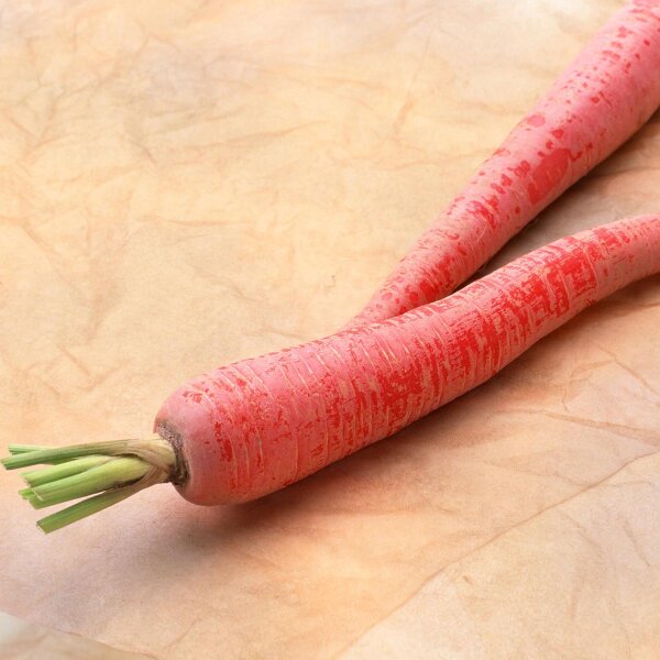 Carotte rouge japonaise Kintoki (Daucus carota) graines