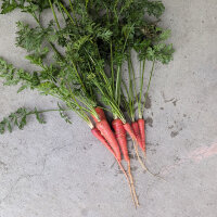 Carotte rouge japonaise Kintoki (Daucus carota) graines