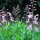 Fraxinelle (Dictamnus albus) graines