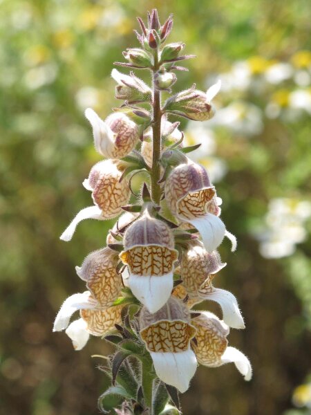 Gant de Notre-Dame / digitale laineuse (Digitalis lanata) graines