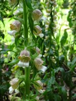 Gant de Notre-Dame / digitale laineuse (Digitalis lanata)...