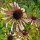 Échinacée à feuilles étroites (Echinacea angustifolia) graines