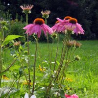 Rudbeckie pourpre (Echinacea purpurea) graines