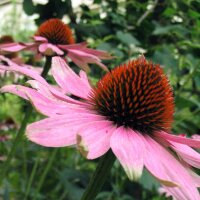 Rudbeckie pourpre (Echinacea purpurea) graines