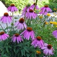 Rudbeckie pourpre (Echinacea purpurea) graines